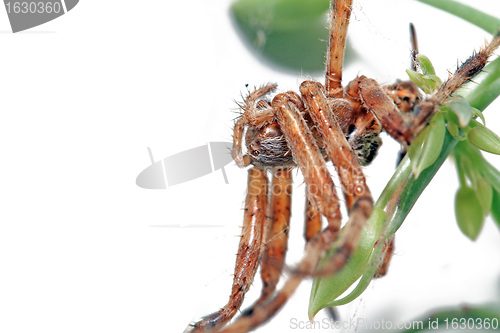 Image of red spider on winter window