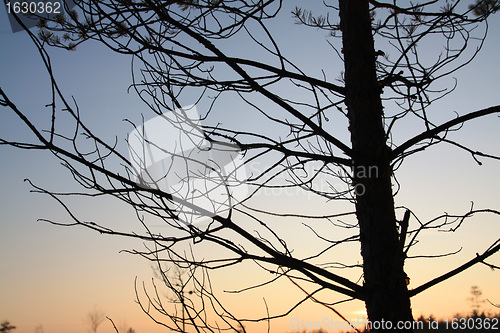 Image of dry aging pine on blue background