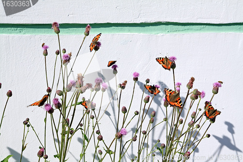 Image of red butterflies on flowerses on wall background