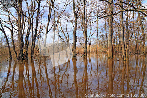 Image of spring flood in oak wood