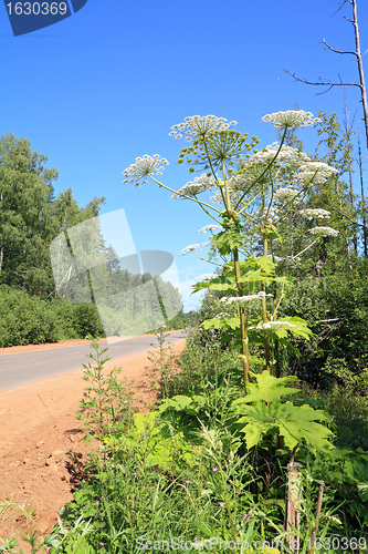 Image of high hogweed near rural road