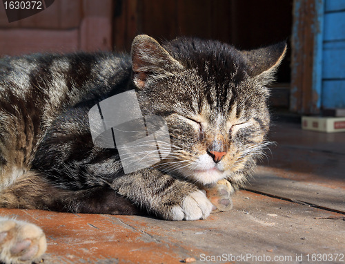 Image of sleeping cat on dirty floor