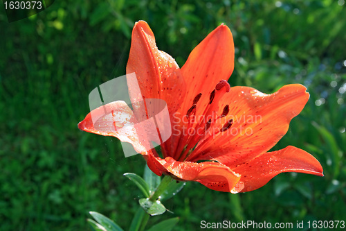 Image of red flower in rural garden