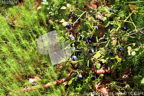 Image of ripe whortleberry in autumn wood