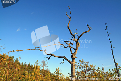 Image of dry aging pine on blue background