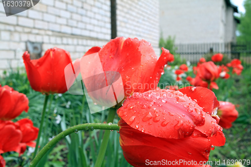 Image of red tulips in summer garden