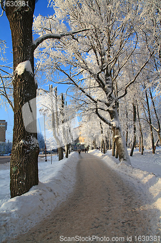Image of snow tree in town park