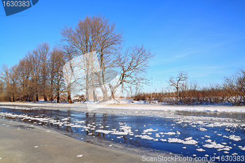 Image of oak wood on river coast