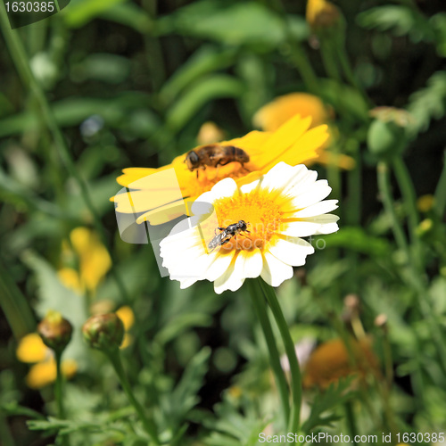 Image of insect on chrysanthemum in garden