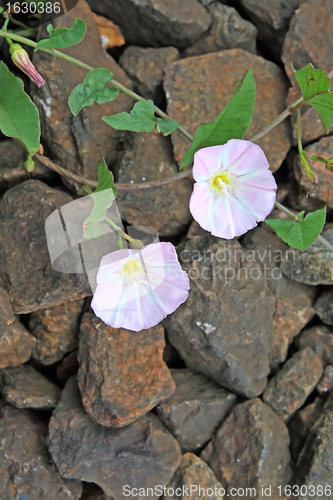 Image of flowerses on stone