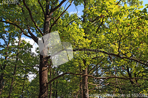 Image of oak branches in autumn wood