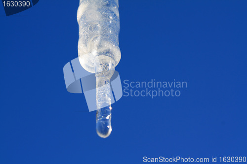 Image of blanching icicle on turn blue background