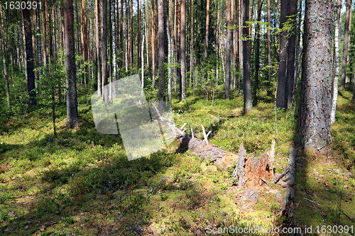 Image of tumbled tree in pine wood