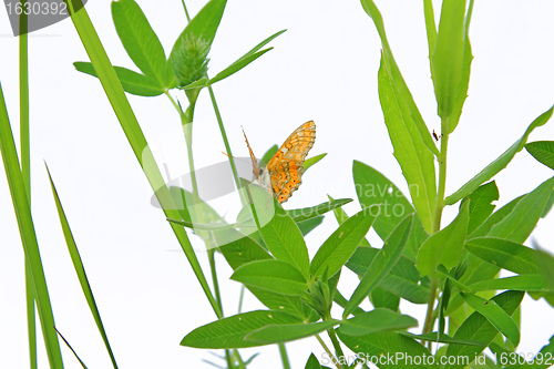 Image of butterfly on herb on white background