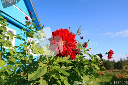 Image of red flowerses near rural building
