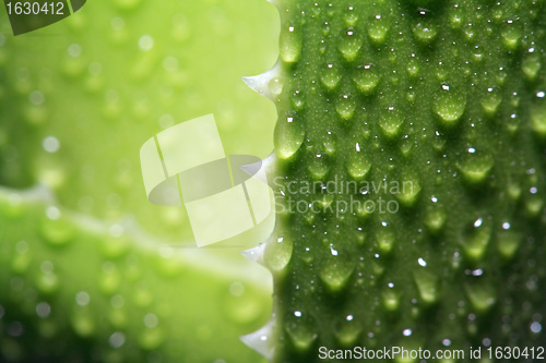 Image of dripped water on sheet aloe