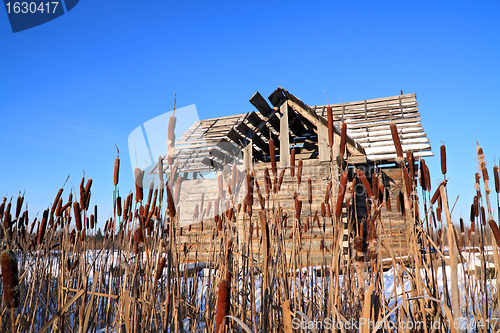 Image of bulrush near wooden rural building