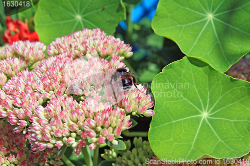 Image of hornet on autumn flowerses