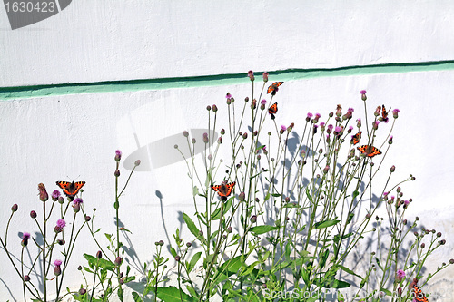 Image of red butterflies on wall background 