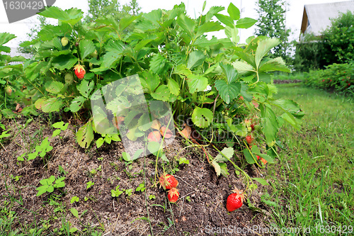 Image of red strawberries in rural vegetable garden