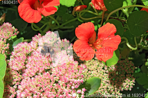 Image of small hornet on autumn flowerses