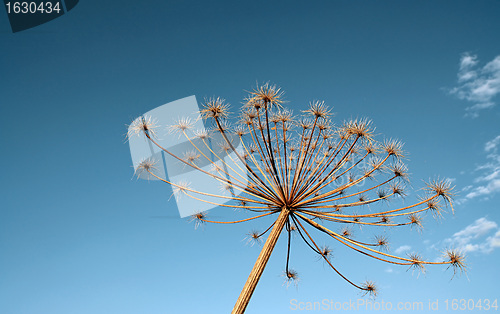 Image of hogweed 