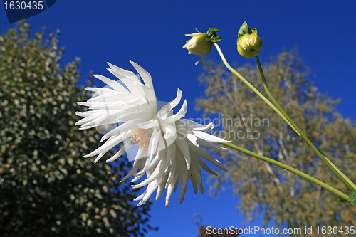 Image of  dahlia on background blue sky