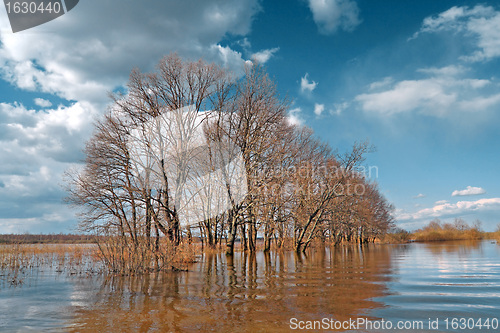 Image of spring flood in oak wood