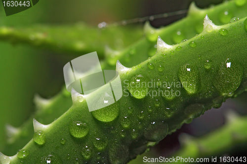 Image of dripped water on sheet aloe