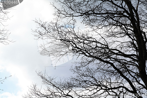 Image of tree silhouette on cloudy background