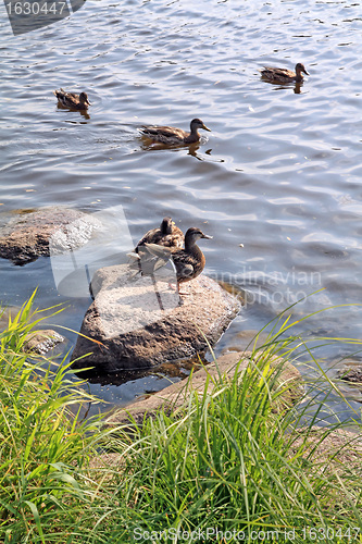 Image of duck on stone near river