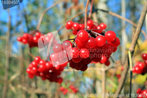 Image of red berries of the viburnum on branch