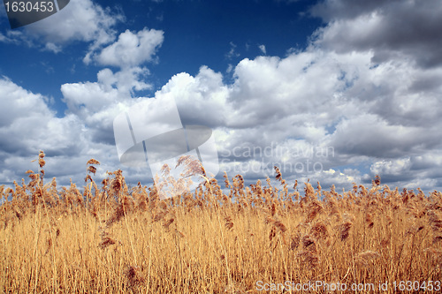 Image of dry reed on deep lake