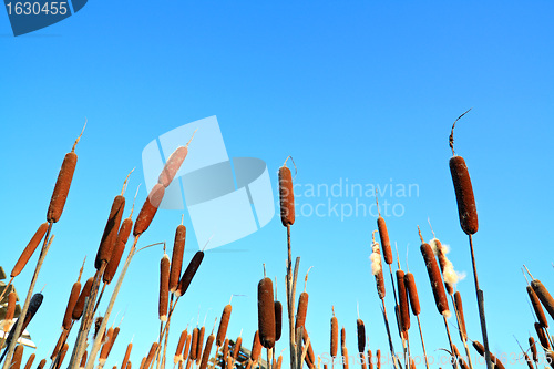 Image of marsh bulrush on celestial background