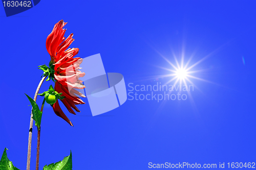 Image of red dahlia on sky background