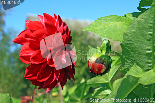 Image of red dahlia on green background
