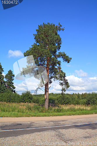 Image of green pine near rural road