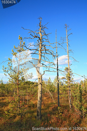 Image of dry aging pine on blue background