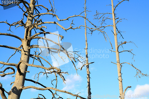 Image of dry aging pine on blue background