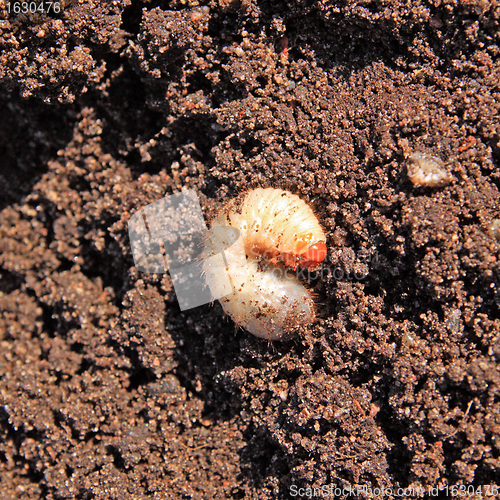 Image of bug maggot on brown land