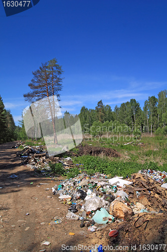 Image of garbage pit in pine wood