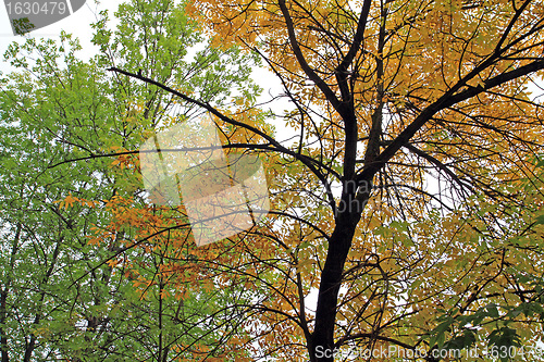 Image of branch of the oak 