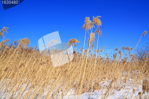 Image of dry herb in snow