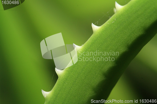 Image of aloe sheet