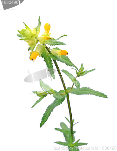 Image of yellow field flower on white background