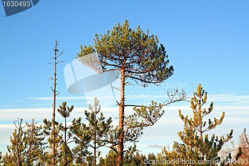 Image of dry aging pine on blue background