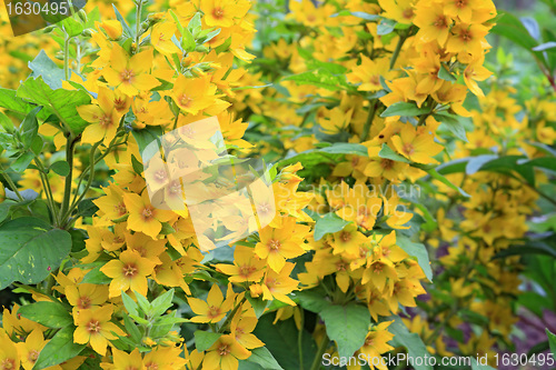 Image of yellow flowerses in rural garden