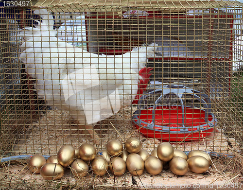 Image of hen in hutch on rural market