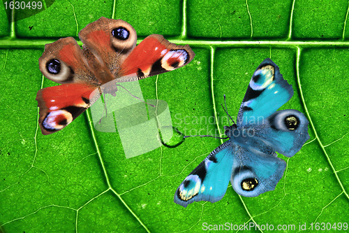 Image of two butterflies on wood background