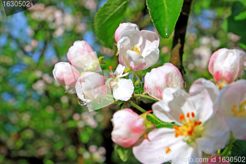 Image of flowerses to aple trees 